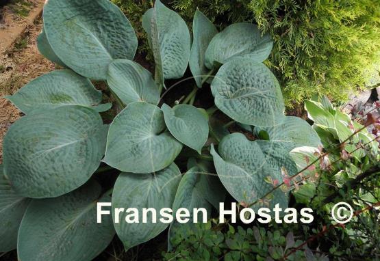 Hosta Lilac Giant